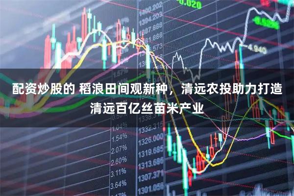 配资炒股的 稻浪田间观新种，清远农投助力打造清远百亿丝苗米产业